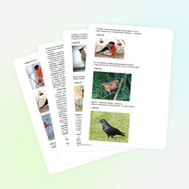 Разработка занятия в дополнительном образовании детей по теме: «Зимующие птицы. Получение изображения снегиря при помощи оттиска поролона».