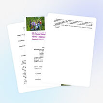 Путешествие в страну чудес