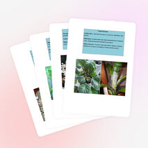 Вредители и болезни комнатных растений.