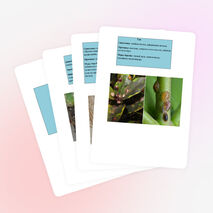 Вредители и болезни комнатных растений.