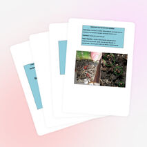 Вредители и болезни комнатных растений.