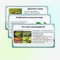 Презентация «Мир животных: земноводные. Особенности внешнего вида, передвижения, питания: узнавание, называние, описание»