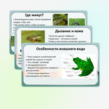 Презентация «Мир животных: земноводные. Особенности внешнего вида, передвижения, питания: узнавание, называние, описание»