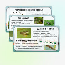 Презентация «Мир животных: земноводные. Особенности внешнего вида, передвижения, питания: узнавание, называние, описание»