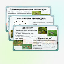 Презентация «Мир животных: земноводные. Особенности внешнего вида, передвижения, питания: узнавание, называние, описание»
