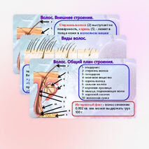 Презентация «Производные кожи», «Кожа и ее производные». Биология 9 класс. (углубленный уровень).