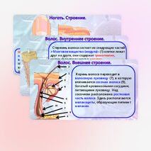 Презентация «Производные кожи», «Кожа и ее производные». Биология 9 класс. (углубленный уровень).