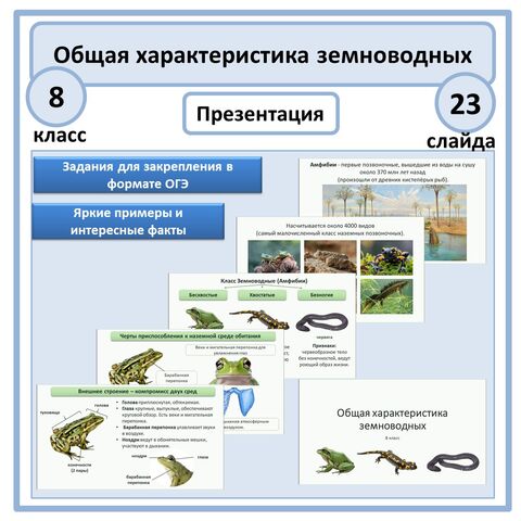 Презентация «Общая характеристика земноводных» 8 класс