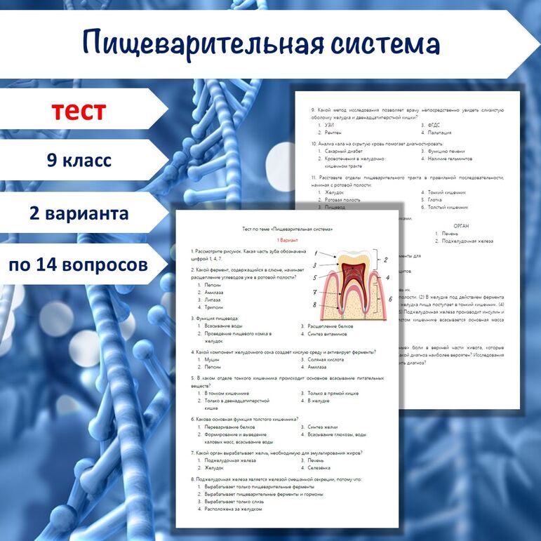 Тест по теме «Пищеварительная система», 9 класс