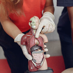 Обложка курса 'Анатомия и физиология человека: покровная, опорно-двигательная и сердечно-сосудистая системы'