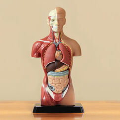 Обложка курса 'Физиология пищеварения и обмен веществ в организме человека'