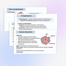 Презентация «Гаметогенез. Образование и развитие половых клеток» 10 класс (углубленный уровень)