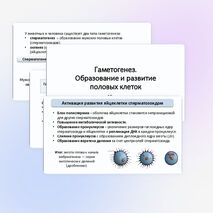 Презентация «Гаметогенез. Образование и развитие половых клеток» 10 класс (углубленный уровень)