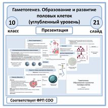Презентация «Гаметогенез. Образование и развитие половых клеток» 10 класс (углубленный уровень)