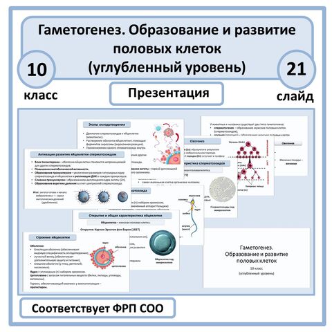 Презентация «Гаметогенез. Образование и развитие половых клеток» 10 класс (углубленный уровень)