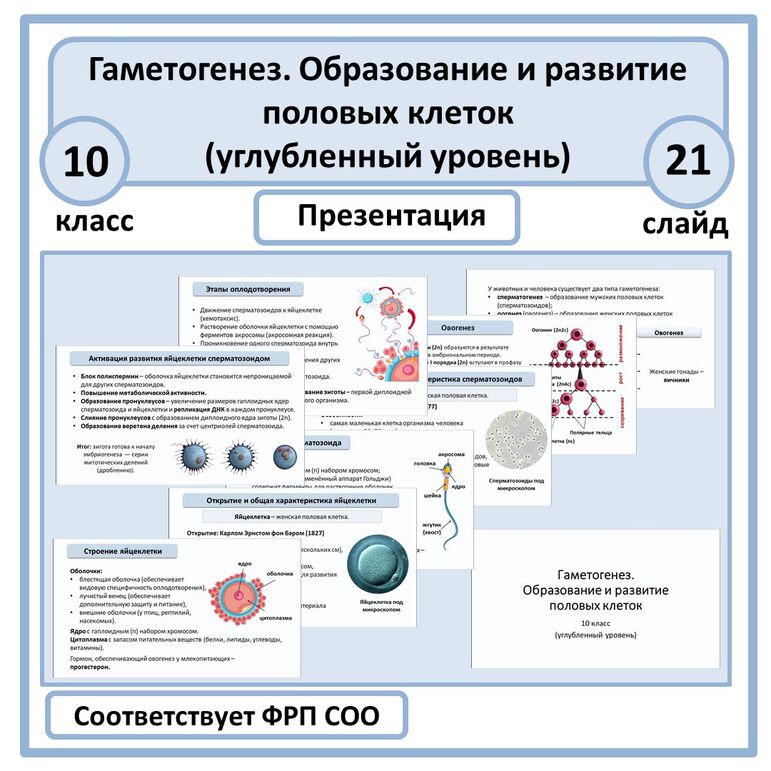 Презентация «Гаметогенез. Образование и развитие половых клеток» 10 класс (углубленный уровень)