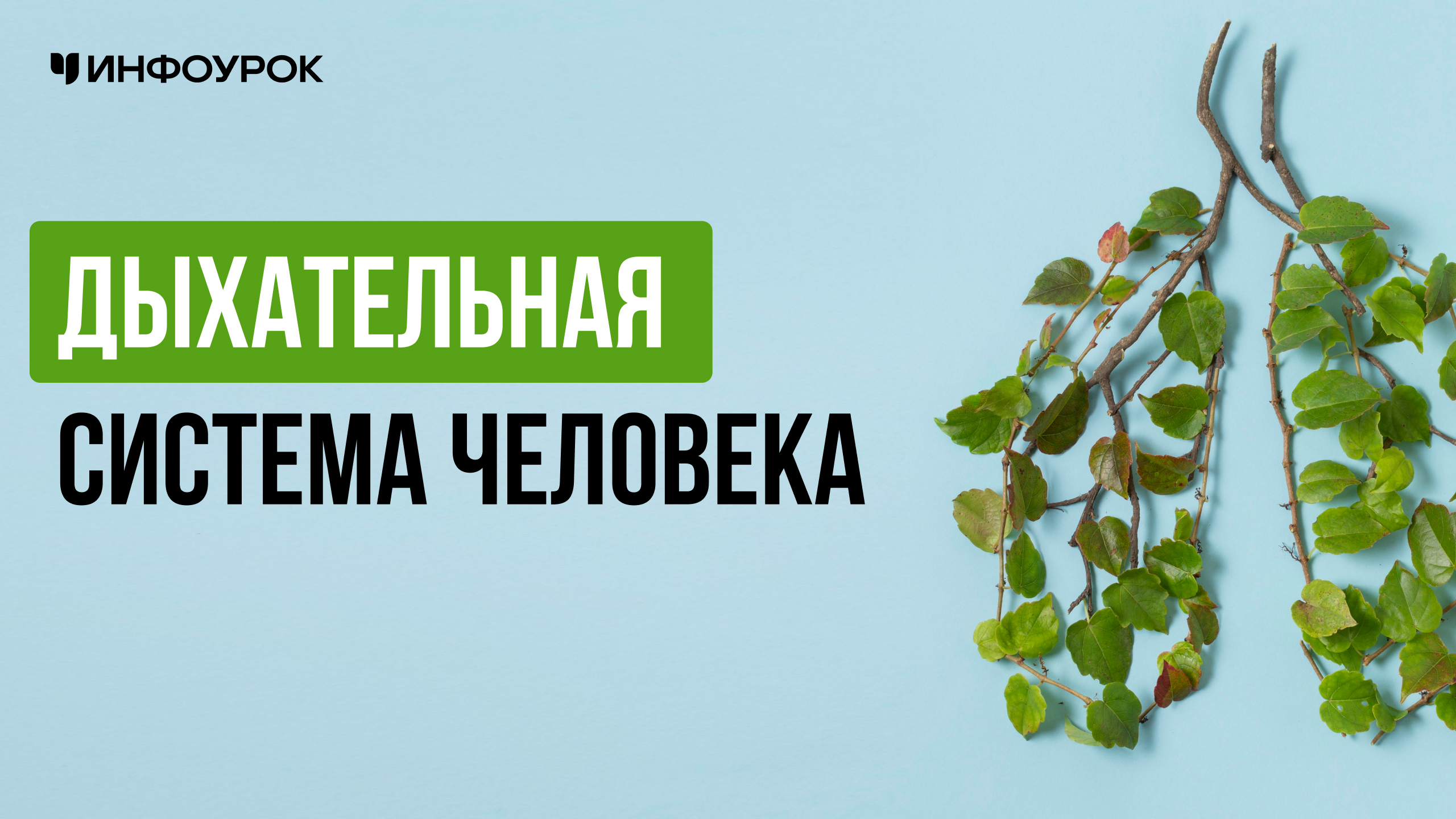 Дыхательная система человека