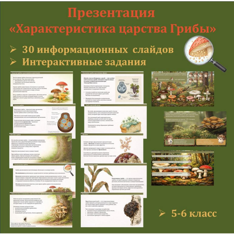 Презентация по биологии “Характеристика царства Грибы”. 5 класс.
