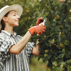 Особенности обрезки плодовых и декоративных культур