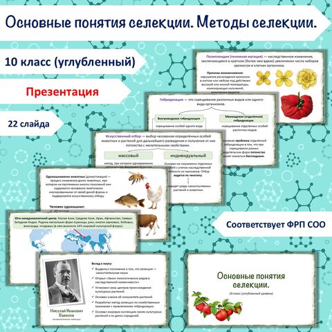 Презентация «Основные понятия селекции» + «Методы селекционной работы», 10 класс (углубленный уровень)