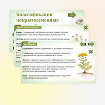 Презентация «Классификация покрытосеменных растений». Биология. 7 класс