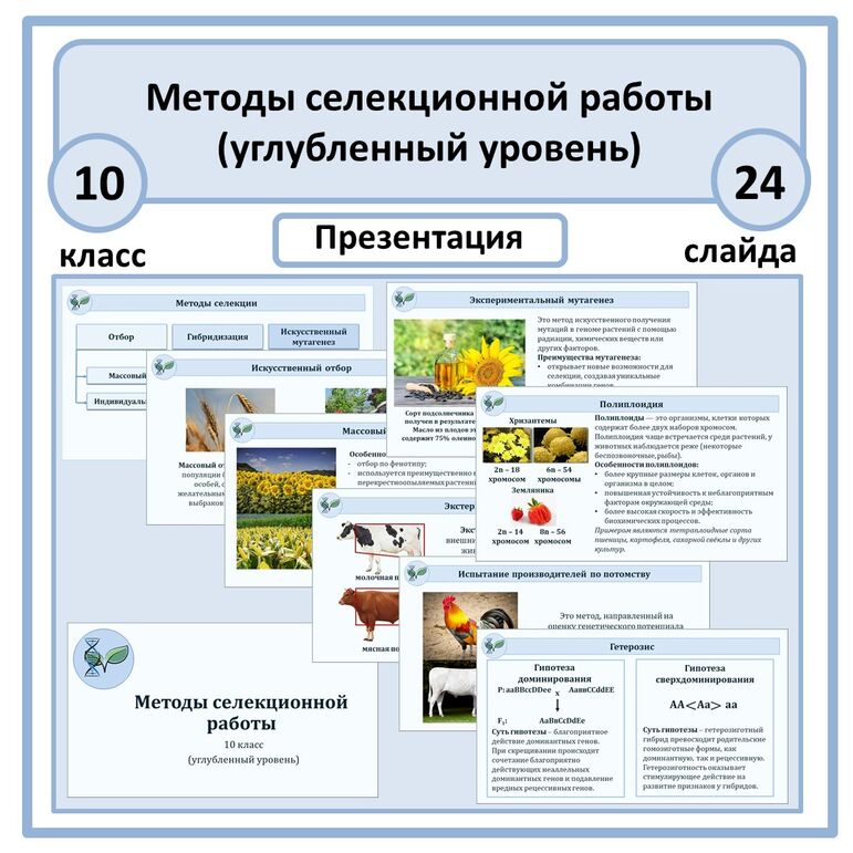 Презентация «Методы селекционной работы» 10 класс (углубленный уровень)