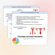 Презентация «Половая система». Подготовка к ОГЭ и ЕГЭ