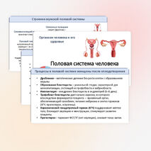 Презентация «Половая система». Подготовка к ОГЭ и ЕГЭ