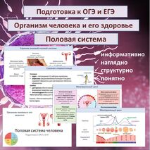 Презентация «Половая система». Подготовка к ОГЭ и ЕГЭ