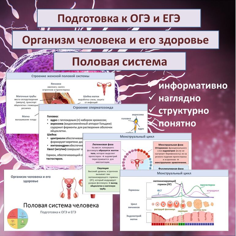 Презентация «Половая система». Подготовка к ОГЭ и ЕГЭ
