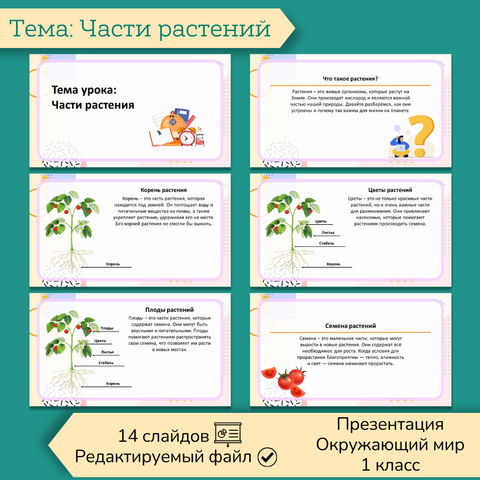 Презентация «Части растения» 1 класс