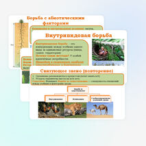 Презентация 