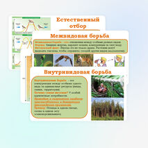 Презентация 