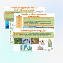 Презентация 