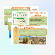 Презентация 