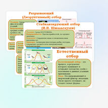 Презентация 