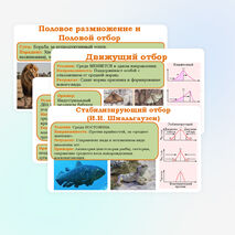 Презентация 