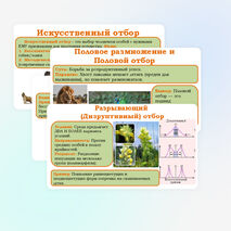 Презентация 