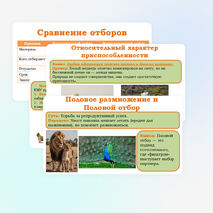 Презентация 