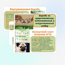 Презентация 