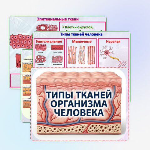 Презентация «Типы тканей организма человека». Биология 9 класс.