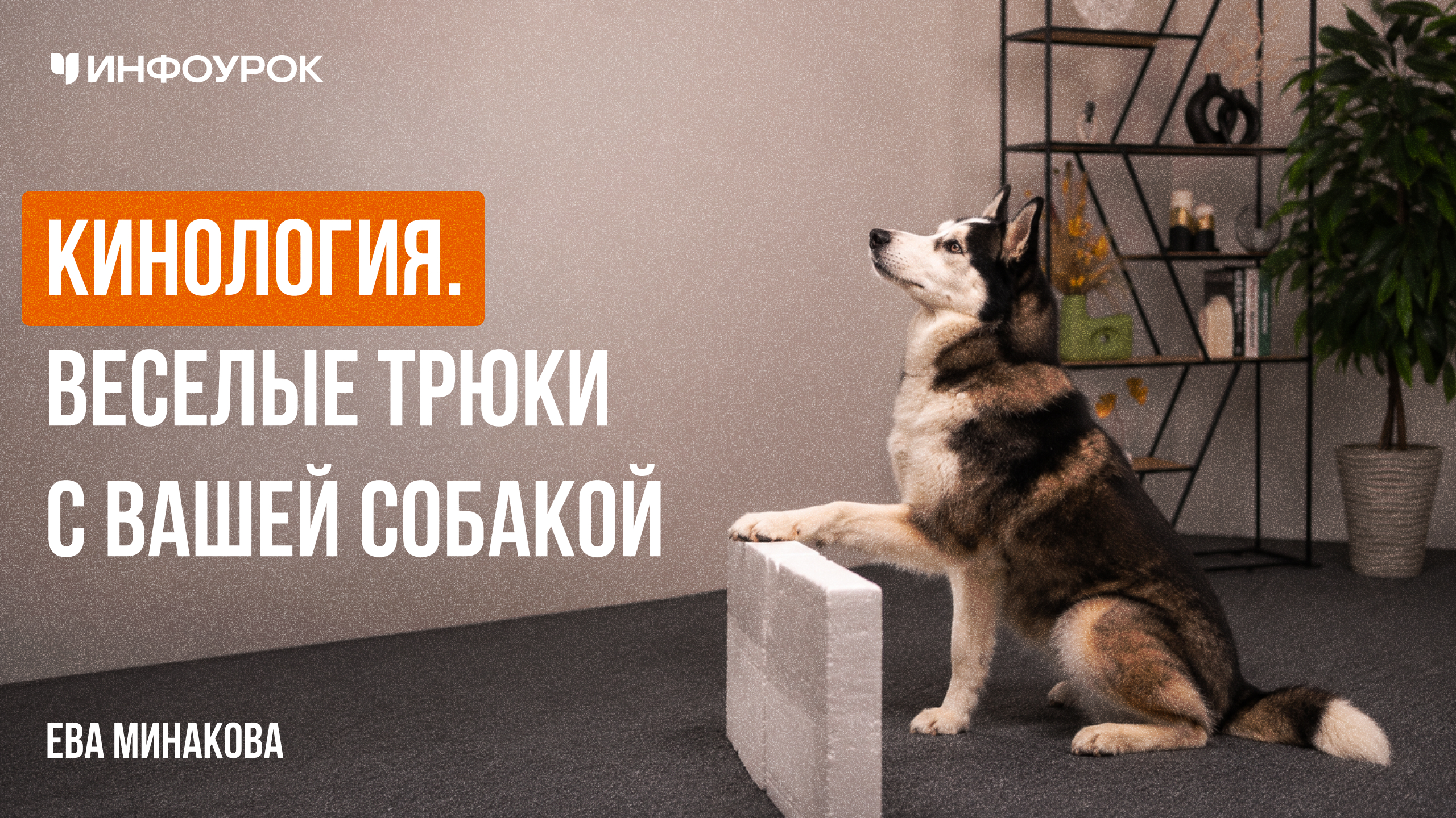 Кинология. Веселые трюки с Вашей собакой