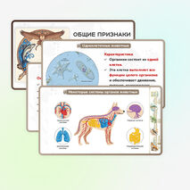 Презентация 
