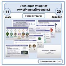 Презентация «Эволюция эукариот» 11 класс (углубленный уровень)