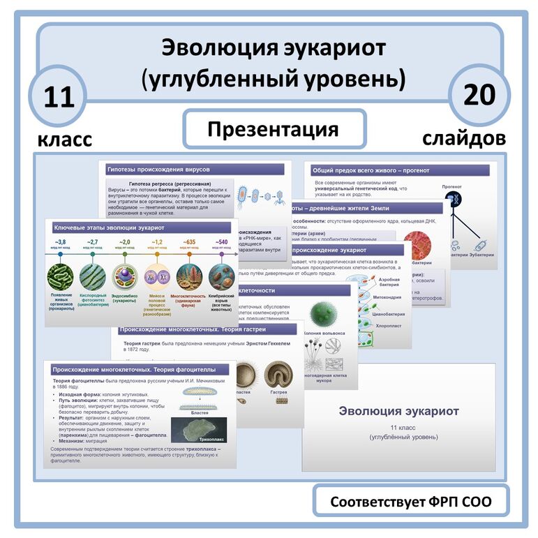 Презентация «Эволюция эукариот» 11 класс (углубленный уровень)