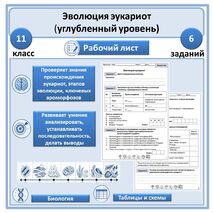 Рабочий лист «Эволюция эукариот» 11 класс (углубленный уровень)