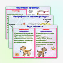Презентация «Понятие о нейрогуморальной регуляции. Нервная регуляция. Нервные клетки. Рефлекс.». Биология 9 класс.