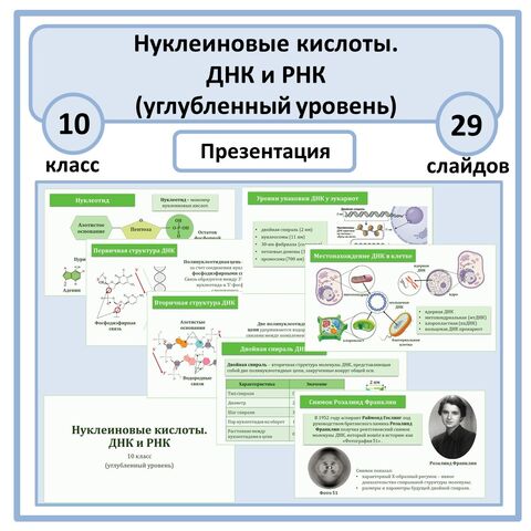 Презентация по биологии «Нуклеиновые кислоты. ДНК и РНК» 10 класс (углубленный уровень)