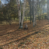 Омарова Рабиат Руслановна