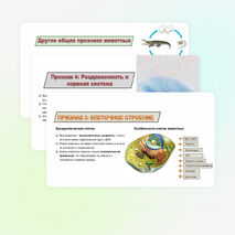 Презентация: 